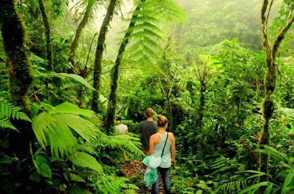 Walking through the Monteverde Biological Reserve